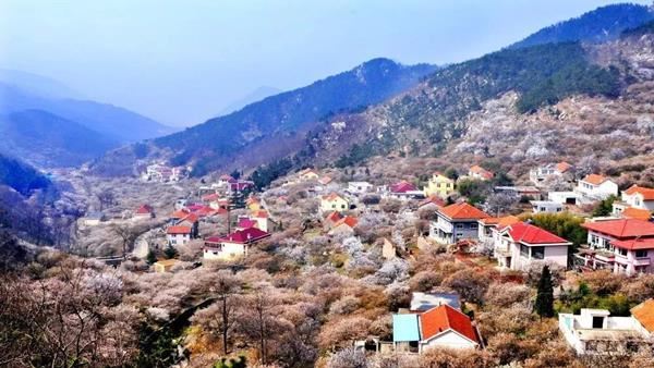 【鄉(xiāng)村振興】嶗山煥發(fā)新活力，領(lǐng)跑鄉(xiāng)村振興路