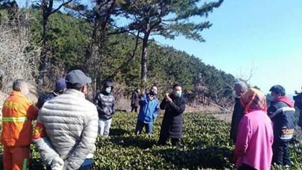 精準(zhǔn)施策搶農(nóng)時，促進嶗山茶綠色發(fā)展